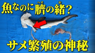 サメは繁殖は謎だらけ？共喰いに胎盤まで何でもアリなサメたちの多様な繁殖方法を徹底解説！