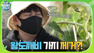 유해식물 왕도깨비 가지 제거하러간 절친들 ☞ 300평을 다 하라고요?#조금불편해도괜찮아 | It's OK to be uncomfortable EP.2 | tvN 201220 방송