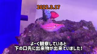 2022/3/17クダゴンベが急に餌を食べなくなったので、マリンブルーさんに診てもらいました！