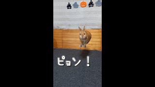 元気にピョンピョン跳ねちゃいます　【うさぎカフェ ぽっぷ Pop】 #Shorts