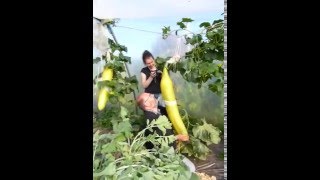 Giant Veg: The World's Largest Cucumber being cut by David Thomas weighing 12.90kg