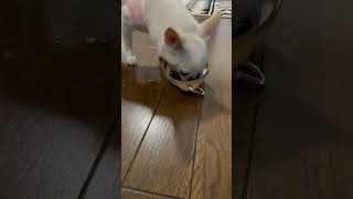 豪快に食べてるね🐾ᵕ̈   #shorts #chihuahua #ちわわ #チワワ #チワワ大好き #チワワとの暮らし