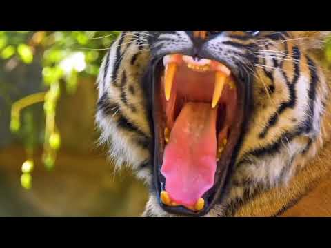 Tigers Youtube