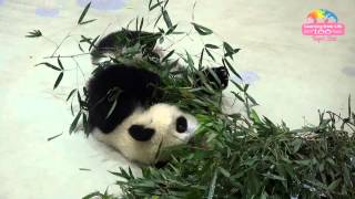 圓仔的生日禮物？Giant Panda Yuan Zai's Birthday Present？