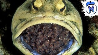 8 Craziest Things We Recently Discovered About Animals