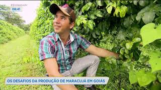 PRODUTOR RURAL JÁ COMEÇOU A COLHEITA DO MARACUJÁ