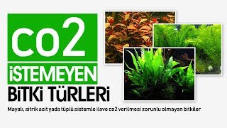 Co2 istemeyen Akvaryum Bitkileri Nelerdir ? Co2 Şart mı ?