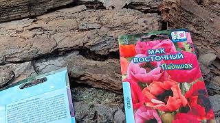 Сію сонячник декоративний, мак східний, дельфініум, квіти однорічники і багаторічники