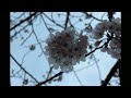 南郷公園 長浦港 港が丘公園【桜】