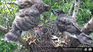 大安森林公園鳳頭蒼鷹育雛 - 20200605 早餐