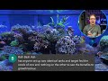 Let's talk about feeding your reef