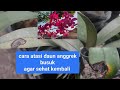 cara atasi daun anggrek busuk agar sehat kembali