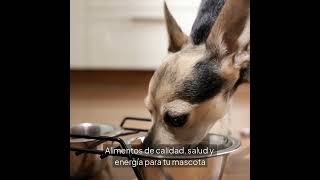 Entrega Rápida de Alimentos Premium para Perros y Gatos