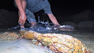 深夜鱼王受伤搁浅小水塘，却被赶海的阿明一眼撞见，直呼发财发财