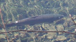 Potočna postrv - Salmo trutta (Linnaeus, 1758)