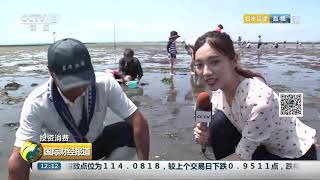 [国际财经报道]投资消费 海滩拾贝 日本民众夏日赶海乐趣多| CCTV财经