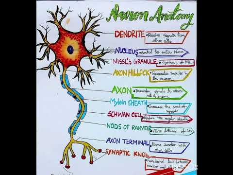 What are the functions of nerve cells?