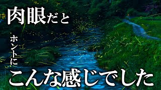 蛍乱舞！岡山で大量にホタルが見えるスポットがありました