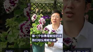 介绍一下矮牵牛的虫害以及防治方法