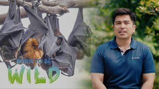 Rescuing fallen baby bats from trees in San Luis, Batangas | Born to be Wild