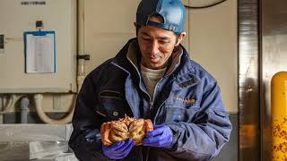 【極上】流氷明けの毛がに工場🦀 毛がには身入りが良く蟹ミソも濃厚で絶品！（流氷明けの脱皮前の毛がに『堅蟹』） - オホーツク紋別マルカイチ水産