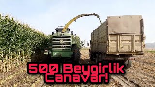 DEKARDA 10 TON MISIR | JOHN DEERE 7350i PRODRIVE 6 SIRALI DEV BİÇER İLE MISIR SİLAJ EDİYORUZ.