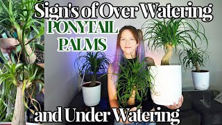 💧 SIGNS OF OVER \u0026 UNDER WATERING A PONYTAIL PALM!