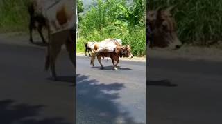 ලංකාවේ තාම මෙහෙම පැති තියෙයි🏞️#srilanka #udarata #village #cow