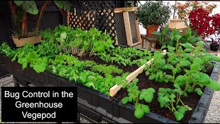 Gardening in our Greenhouse! (Bug Control \u0026 Vegepod raised bed) // Garden Farm