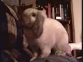 pet bunny rabbit hopping up for a visit