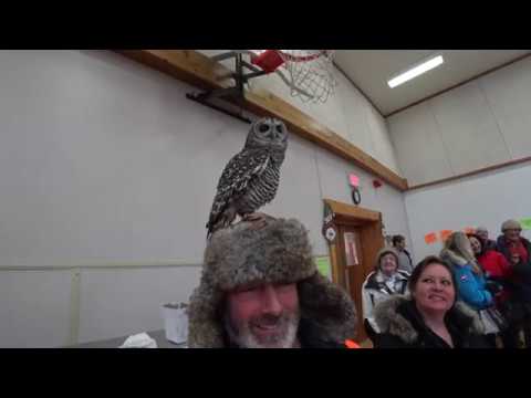 Dorset Snow Ball 2018 - Owl on my head Dorset Snow Ball 2018 - Owl on my head