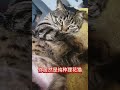 居然是纯种狸花？这比例有多高？我镜头下的小猫 猫咪的心思都写在脸上了 谁家小猫长得这么别致 万物可爱计划 可爱在我家