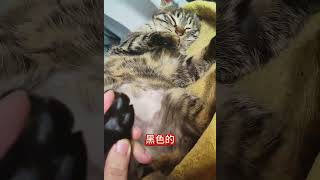 居然是纯种狸花？这比例有多高？我镜头下的小猫 猫咪的心思都写在脸上了 谁家小猫长得这么别致 万物可爱计划 可爱在我家