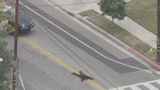 Pursuit suspect surrenders to police in Montebello