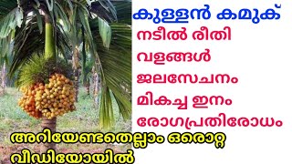 കുള്ളൻ കമുക് | അറിയേണ്ടതെല്ലാം ഒരൊറ്റ വീഡിയോയിൽ | dwarf arecanut