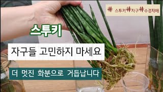 스투키 자구 관리/스투키 번식/스투키 수경재배#스투키#자구#수경재배