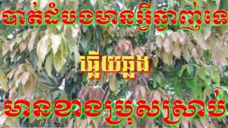 បាត់ដំបងមានអ្វីឆ្ងាញ់ទេ#ឆ្លើយឆ្លង មានខាងប្រុស្រាប#karaoke.kh.cover