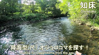 降海型オショロコマはいるのか？（今日も釣り歩く 9/7  2021,  Mountain stream fishing 7 Sep.  2021)