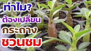 เปลี่ยนกระถาง เปลี่ยนดินง่ายๆ #ชวนชม โตไว โขดใหญ่ #adenium