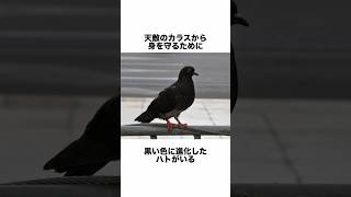 ハトに関する面白い豆知識