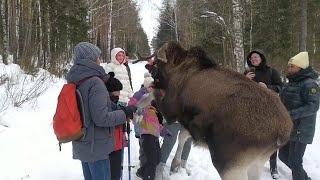 В нацпарке лось напал на туристов. Real Video