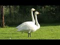 bewicks s swan cygnus columbianus bewickii