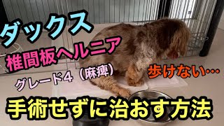 【奇跡】愛犬の椎間板ヘルニアを治療してみた🐶　#ヘルニア#犬#治療#整骨院