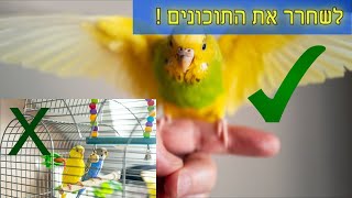 לשחרר תוכונים מהכלוב לעוף קצת בבית!| אפרת סימון אילוף חיובי והומאני