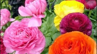 The Real Pink Ranunculus Flowers in Canada