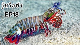 กั้งตั๊กแตน7สี Peacock Mantis Shrimp รู้หรือยังEP18 หมัดหนักสุดๆ