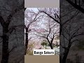 Keindahan Taman Bunga Sakura di Jepang