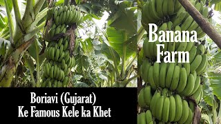 Boriavi (Gujarat) ka Famous Kele ka Farm | Farm Vlog | Banana Farm Details