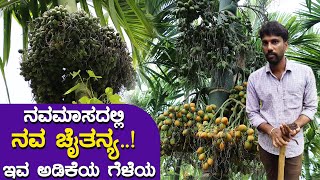 ಹಳದಿಯಾಗಿದ್ದ ತೋಟ ಹಸಿರಾಯಿತು, ಹರಳು ಉದುರುವಿಕೆ, ಕೊಳೆರೋಗಕ್ಕೆ ಮುಕ್ತಿ ಸಿಕ್ಕಿತು #arecanutfarmingtips