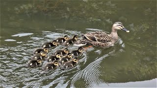 20220418 古隅田川緑道　カルガモの親子　子ガモ 12羽